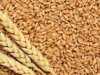 Wheat available for export in Denmark Please contact directly