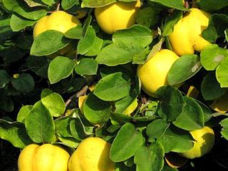 Loose quince orchard arranged in boxes. Superior quality.