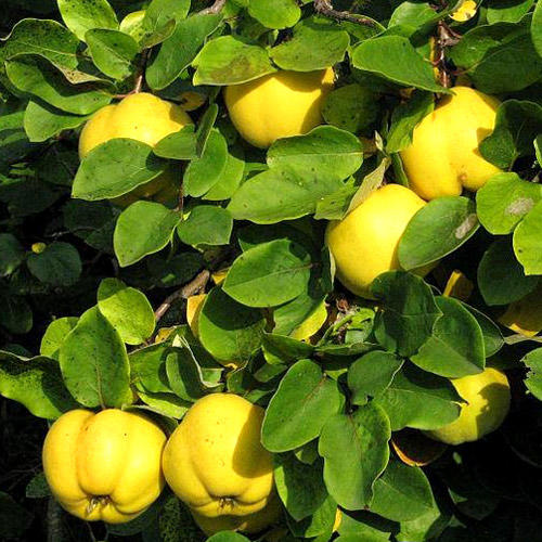 Loose quince orchard arranged in boxes