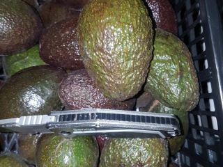 Avocado 500 kg price depends on the situation on