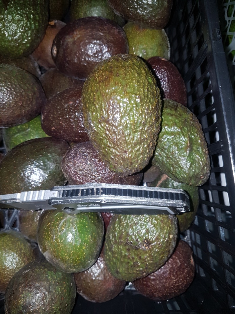 Avocado 500 kg price depends on the situation on the Dutch market and quantity