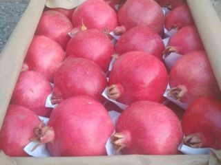 We offer sweet and selected pomegranate from the manufacturer.