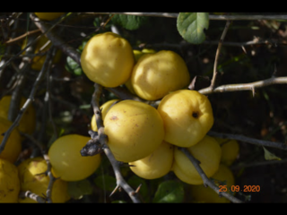 Hello, I am selling Japanese quince fruit, about 300