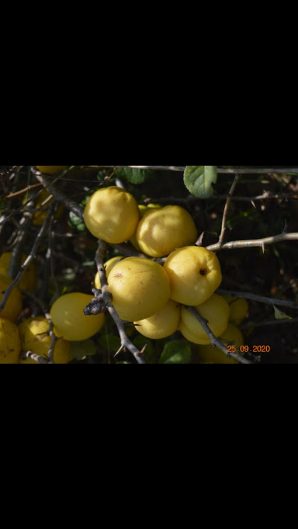 Hello, I am selling Japanese quince fruit, about 300 kg