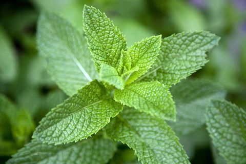 Product name ; mint Product packaging size ;1 kilograms Sea port ; Aalborg Payment method L/C, D/A, D/P, T/T, Western Union, MoneyGram