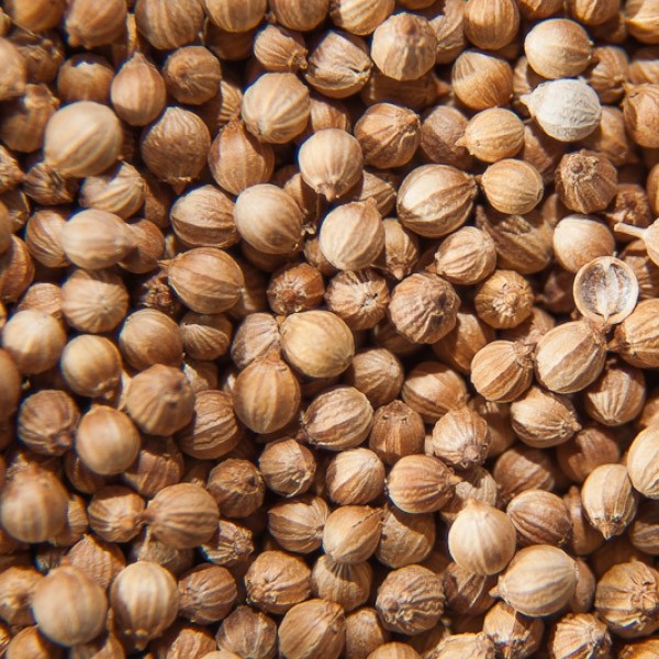 Romania company we buy coriander production 2020