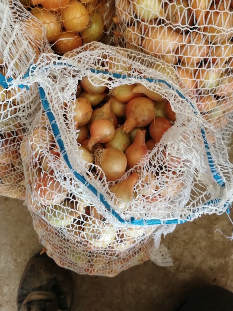 Hello, I am selling yellow onions rumba variety from manual harvesting and sorting