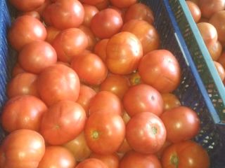 Red ground tomato for sale. Price from 1 PLN