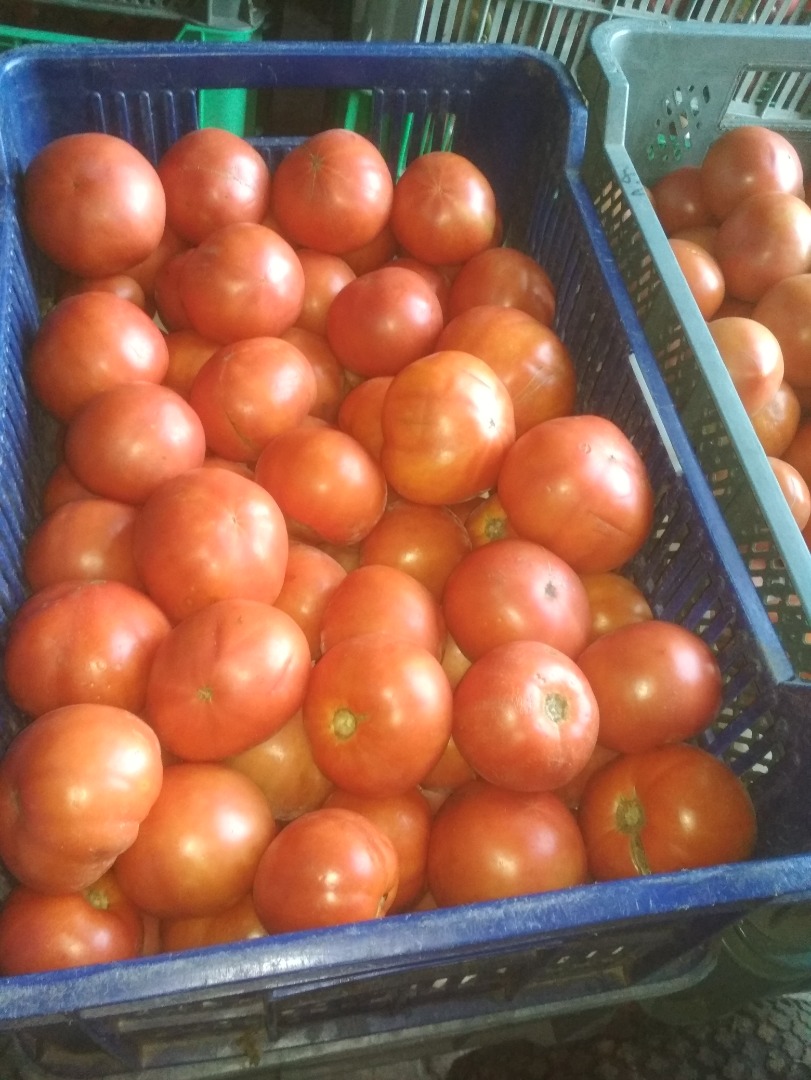 Red ground tomato for sale