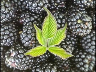 ORGANIC FROZEN BLACKBERRIES , Available quantity 8500 KG. FOR