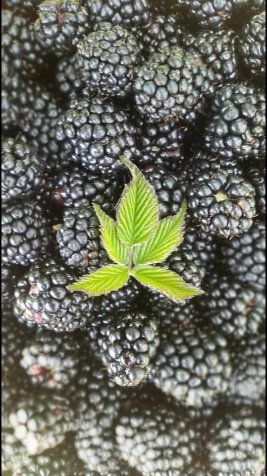 ORGANIC FROZEN BLACKBERRIES , Available quantity 8500 KG