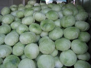 I am selling autumn cabbage ..