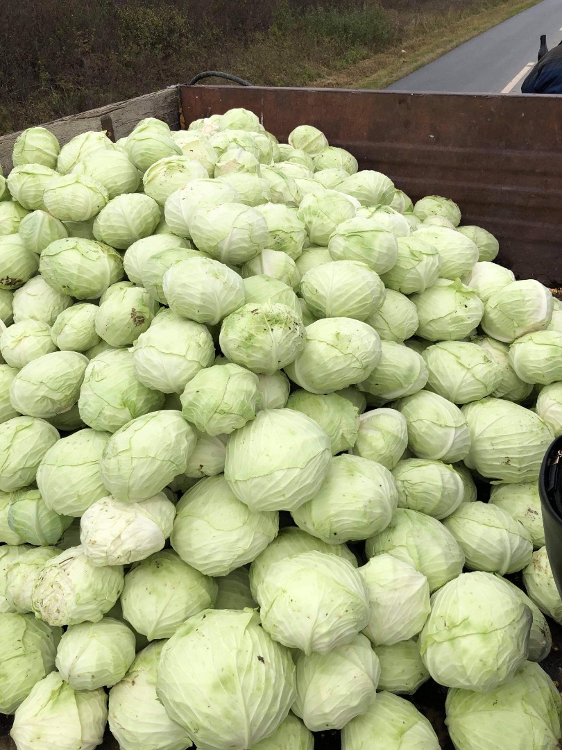 1kg-1.8kg / cabbage