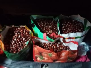 Hello, I have over 100 kg of chestnut for