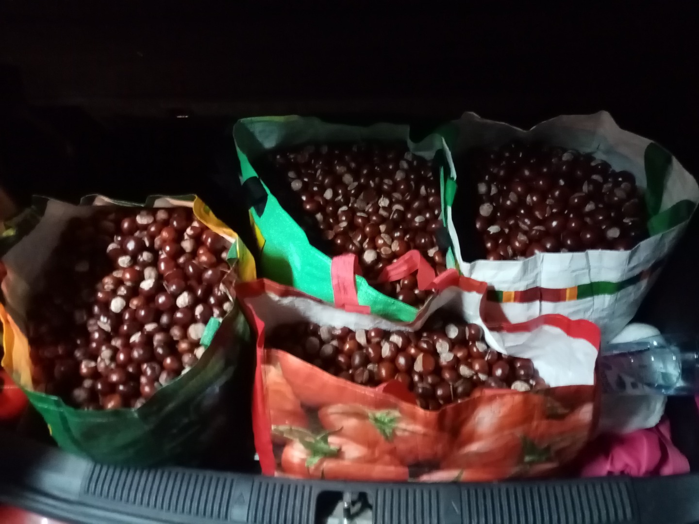 Hello, I have over 100 kg of chestnut for sale, the price is PLN 80 per whole