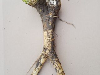 Horseradish - 2.5 euros per kilogram - only a