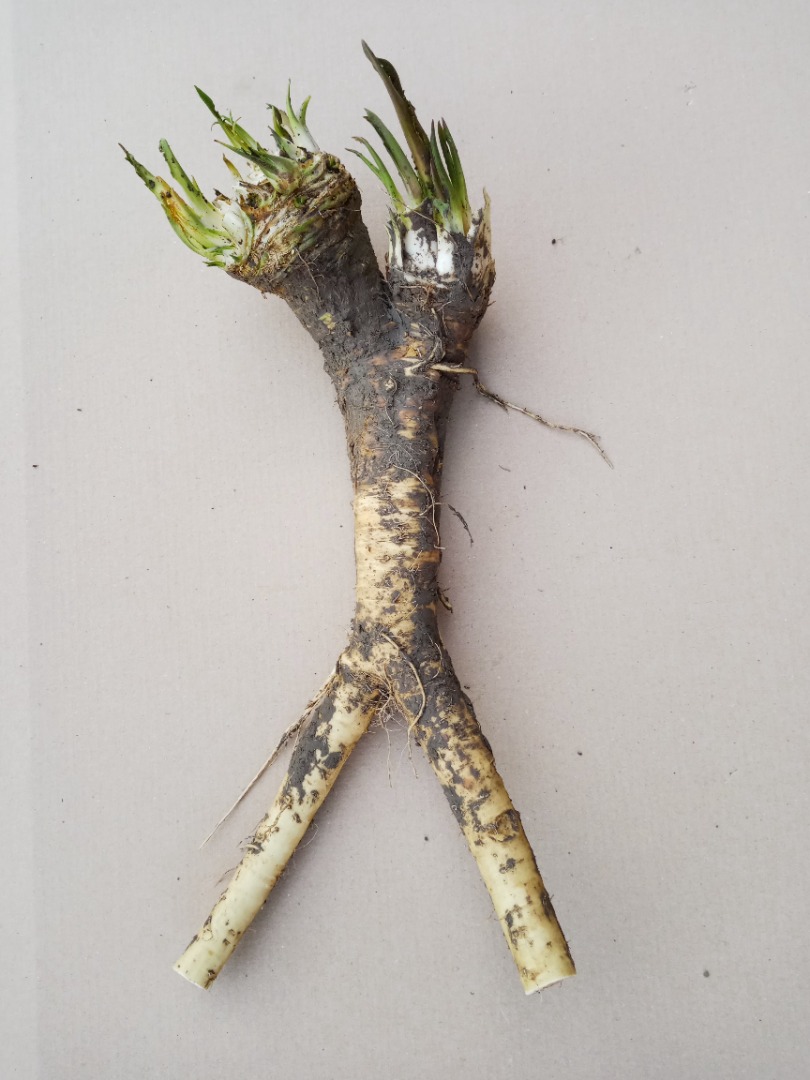 Horseradish - 2.5 euros per kilogram - only a large amount