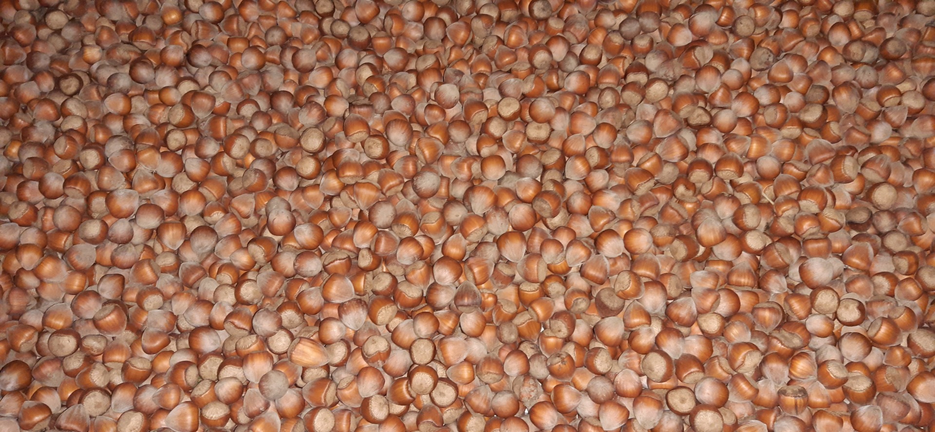 I am selling 700 kg of clean and sorted hazelnuts picked from my own orchard Negotiable price depending on quantity I have a certificate from the manufacturer