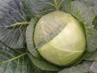 I will sell Jaguar cabbage. More info at tel.