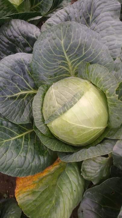 I will sell Jaguar cabbage