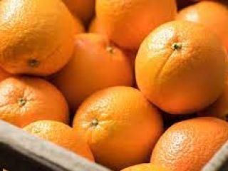 Posiadaj farmę w Nagpur w stanie Maharasztra. Pomarańcze są