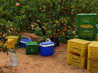 Vinde portocale, clementine, mandarine, kaki's, lămâi! Țara de origine