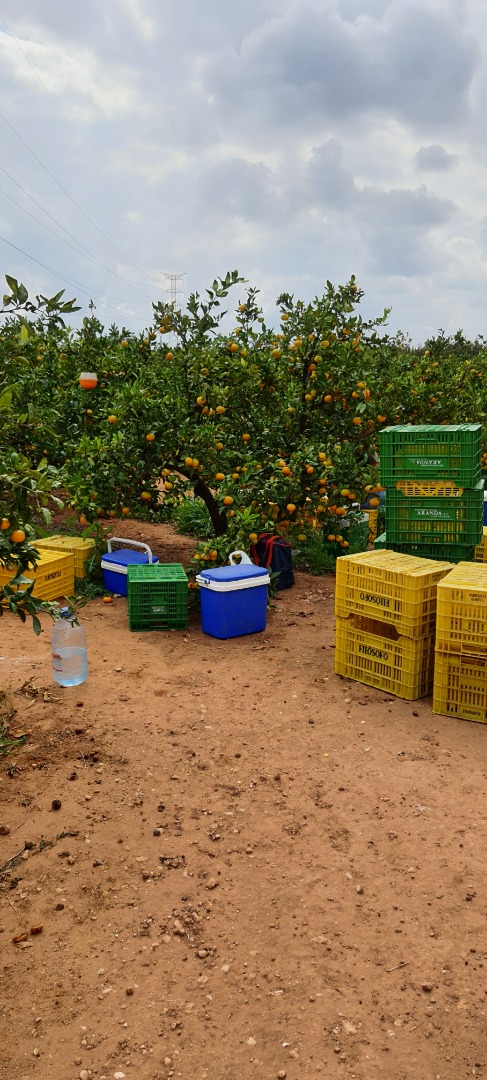 Vinde portocale, clementine, mandarine, kaki's, lămâi! Țara de origine Spania, zona Valenciana! Proaspete și de cea mai buna calitate! Nu ezitați sa ne