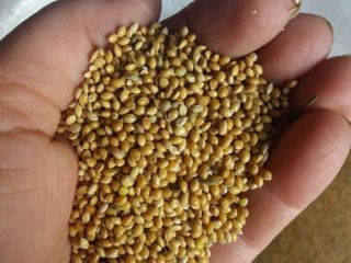 We offer millet produced in 2020. In the amount