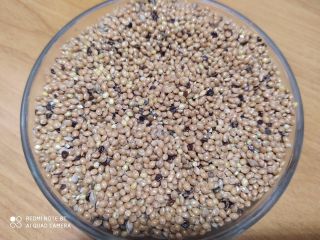 Yellow millet from this year's harvest