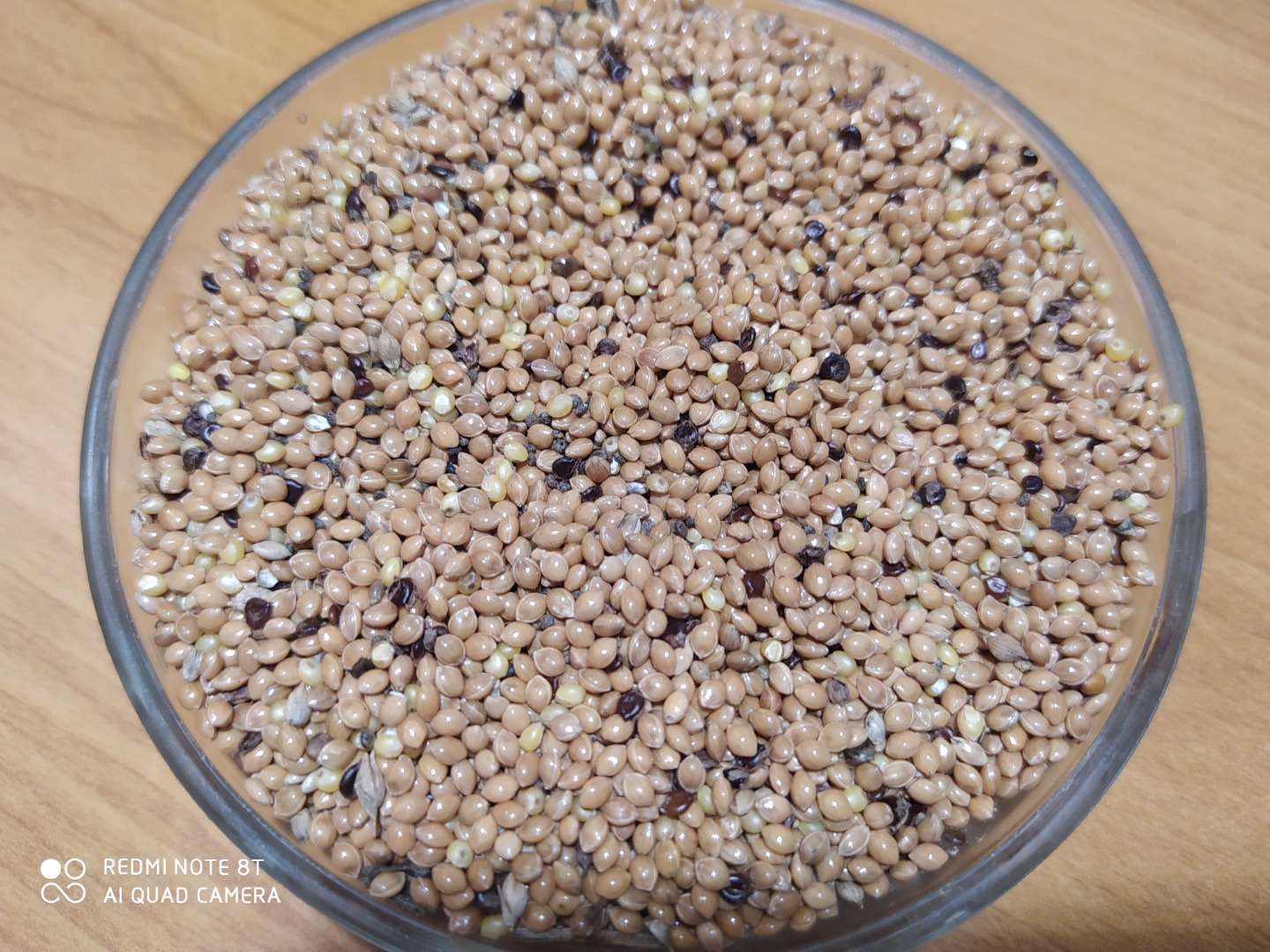 Yellow millet from this year's harvest