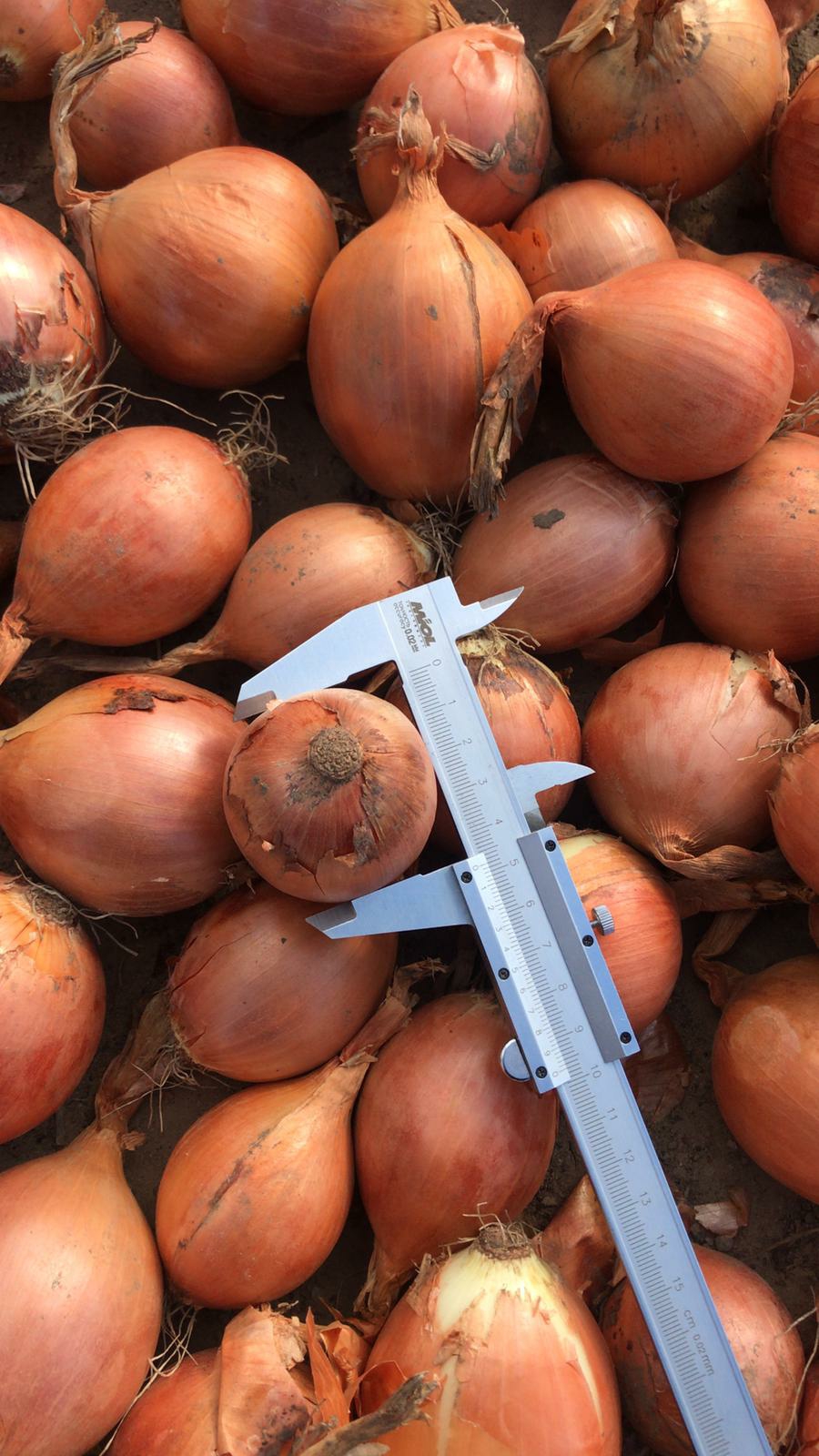 Selling onions in a volume of 20-1000 tons Well dressed Caliber 4-7 cm There is a bow for storage