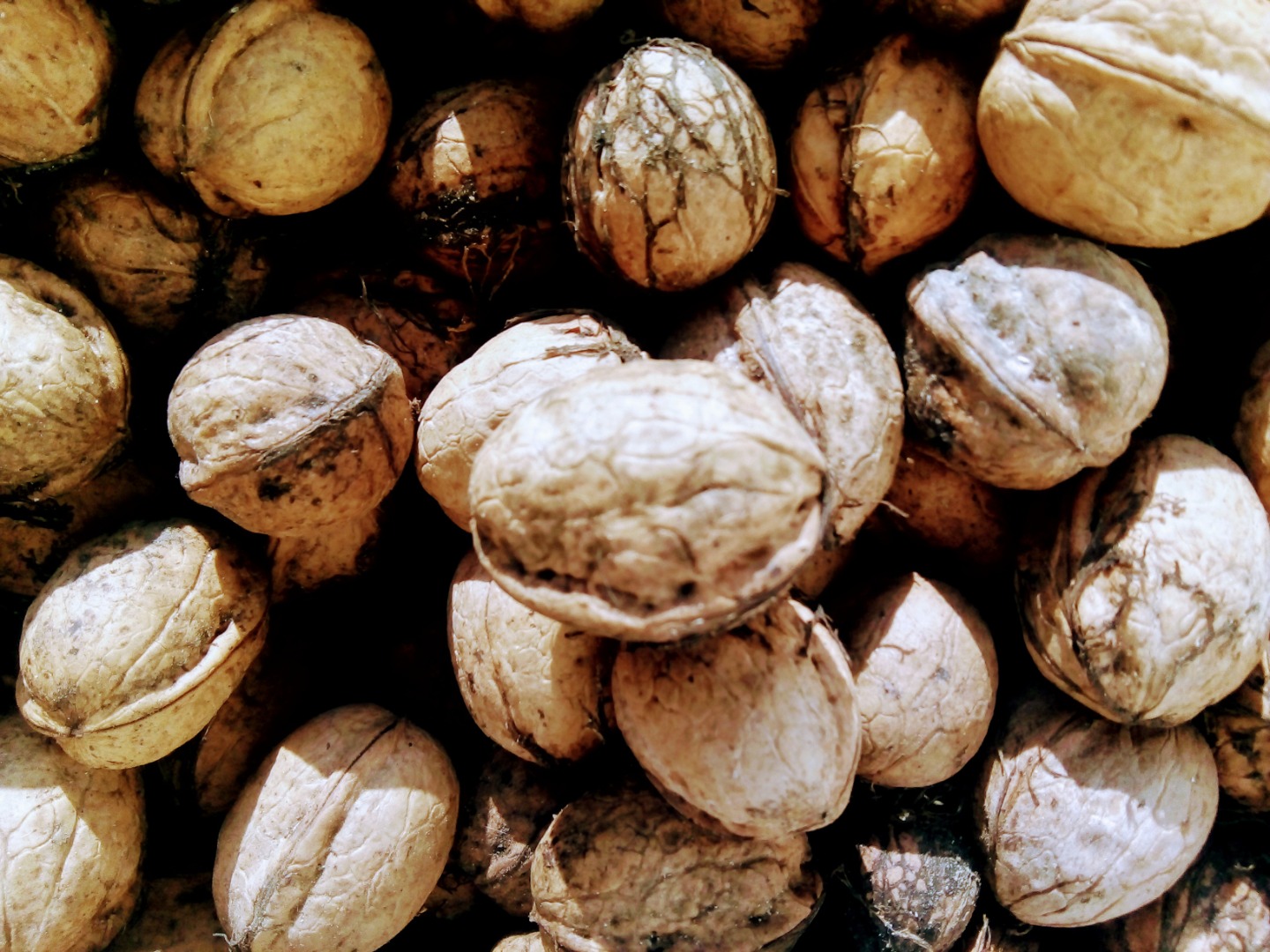 2020 production nuts in dried shell