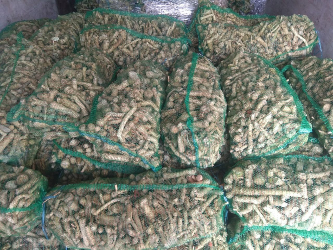 Selling horseradish, freshly dug, harvest 2020
