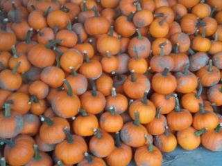 I will sell 3-4 tons of pumpkin spitfires. Caliber