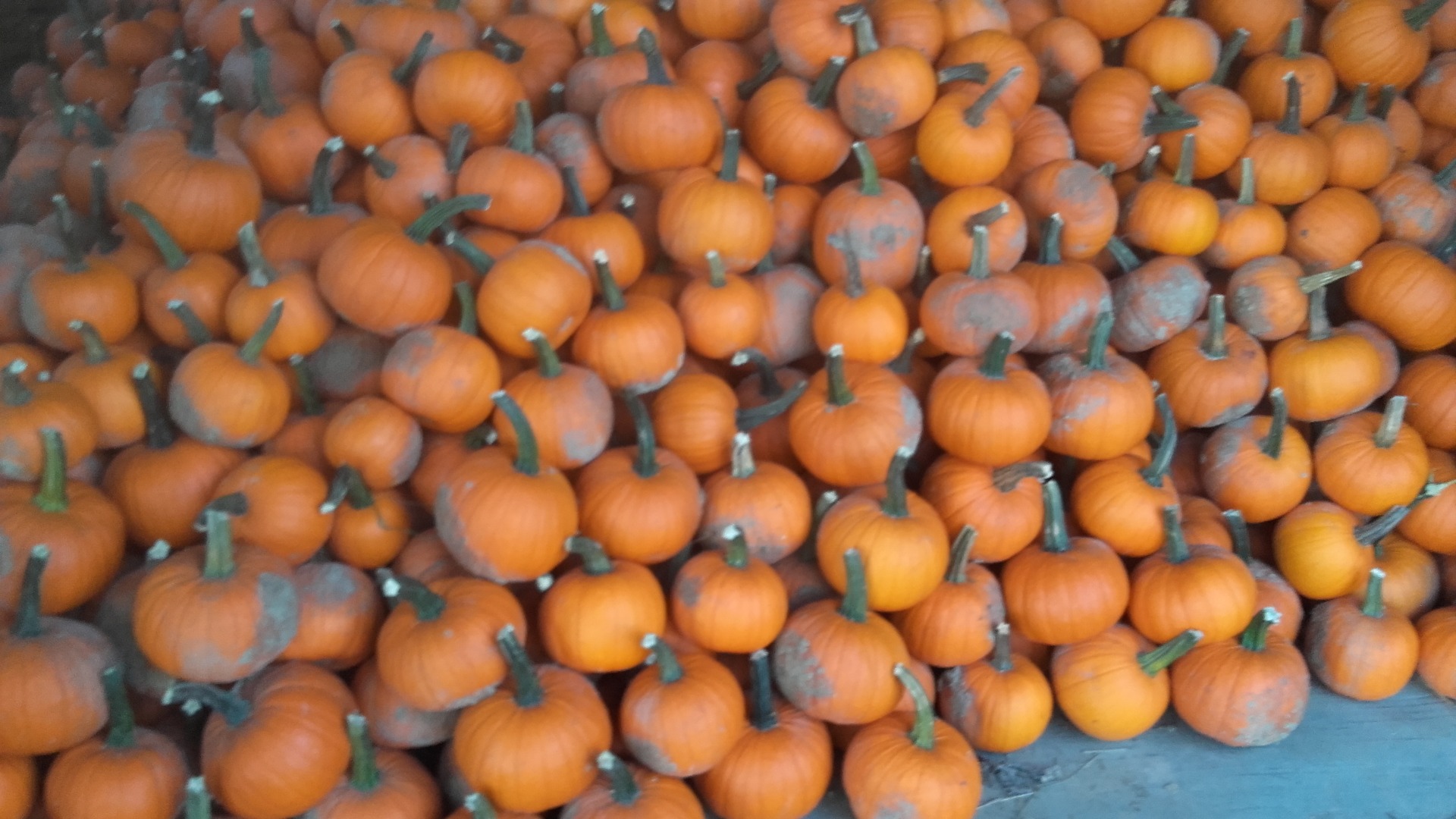 I will sell 3-4 tons of pumpkin spitfires
