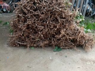 I am selling early blackberry seedlings of the Arapaho