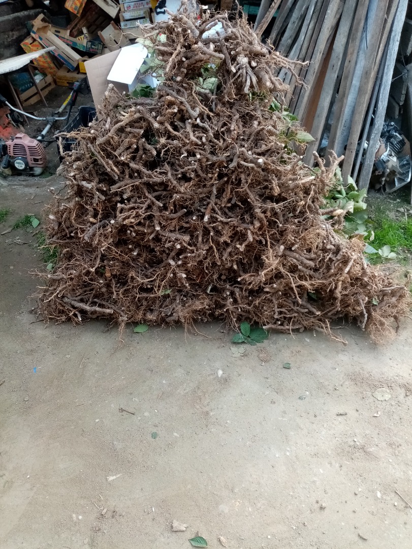 I am selling early blackberry seedlings of the Arapaho variety