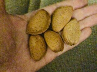 Sweet almonds in shell, grade Guara, 10 tons, in