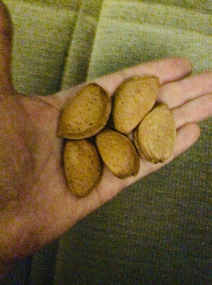 Sweet almonds in shell, grade Guara, 10 tons, in polypropylene bags of 27 +/- 7% kg, quality: top grade according to DDP-18 standard, selling price 2700 / t