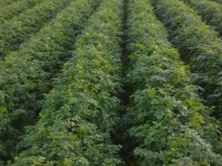 I will sell parsley, beautiful, healthy