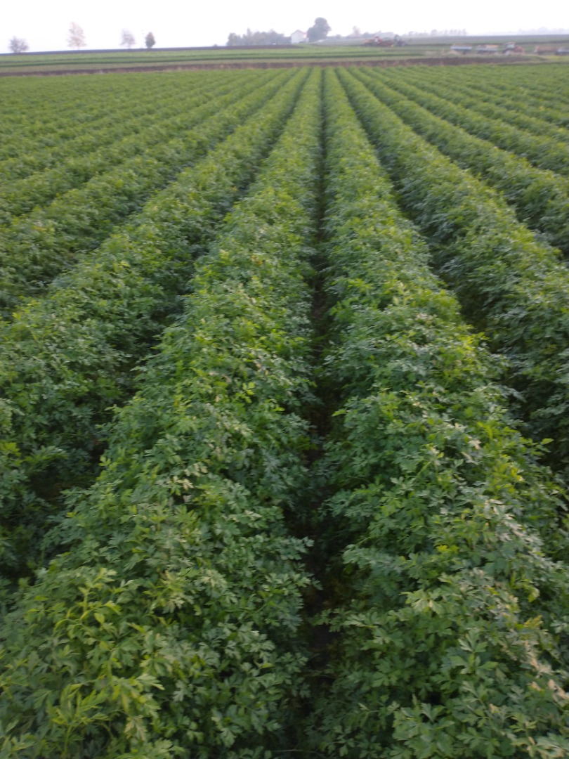 I will sell parsley, beautiful, healthy
