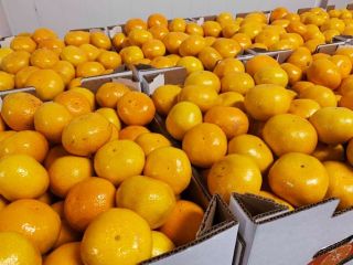 Tangerine seedless, sweet, easy to peel.