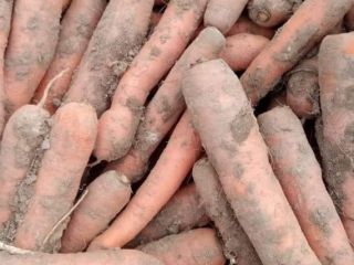 Hello, I have carrots for sale in the amount