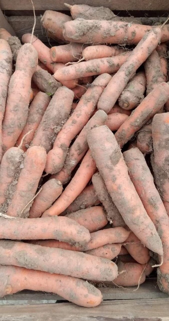 Hello, I have carrots for sale in the amount of +/- 8 tons