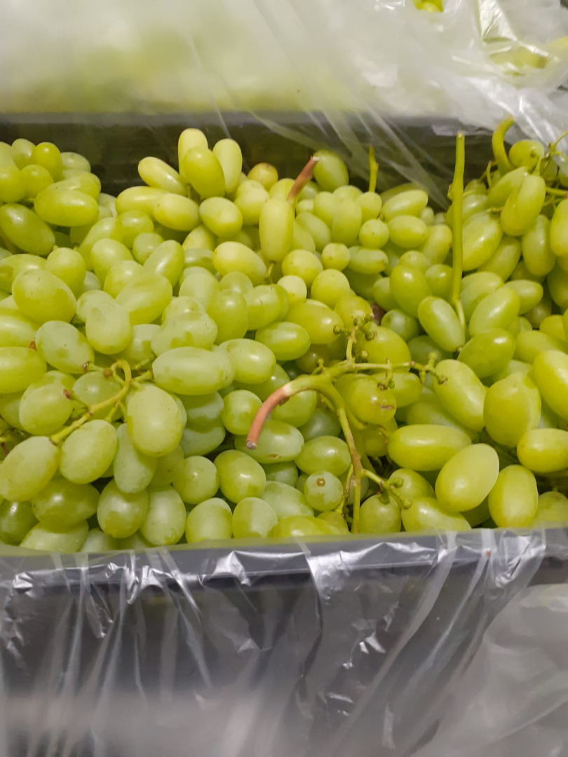 Urgent -For sale seedless grapes, 15 cal
