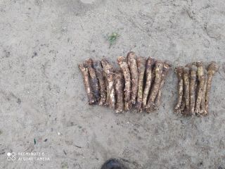 We are offering horseradish for sale, produced by my
