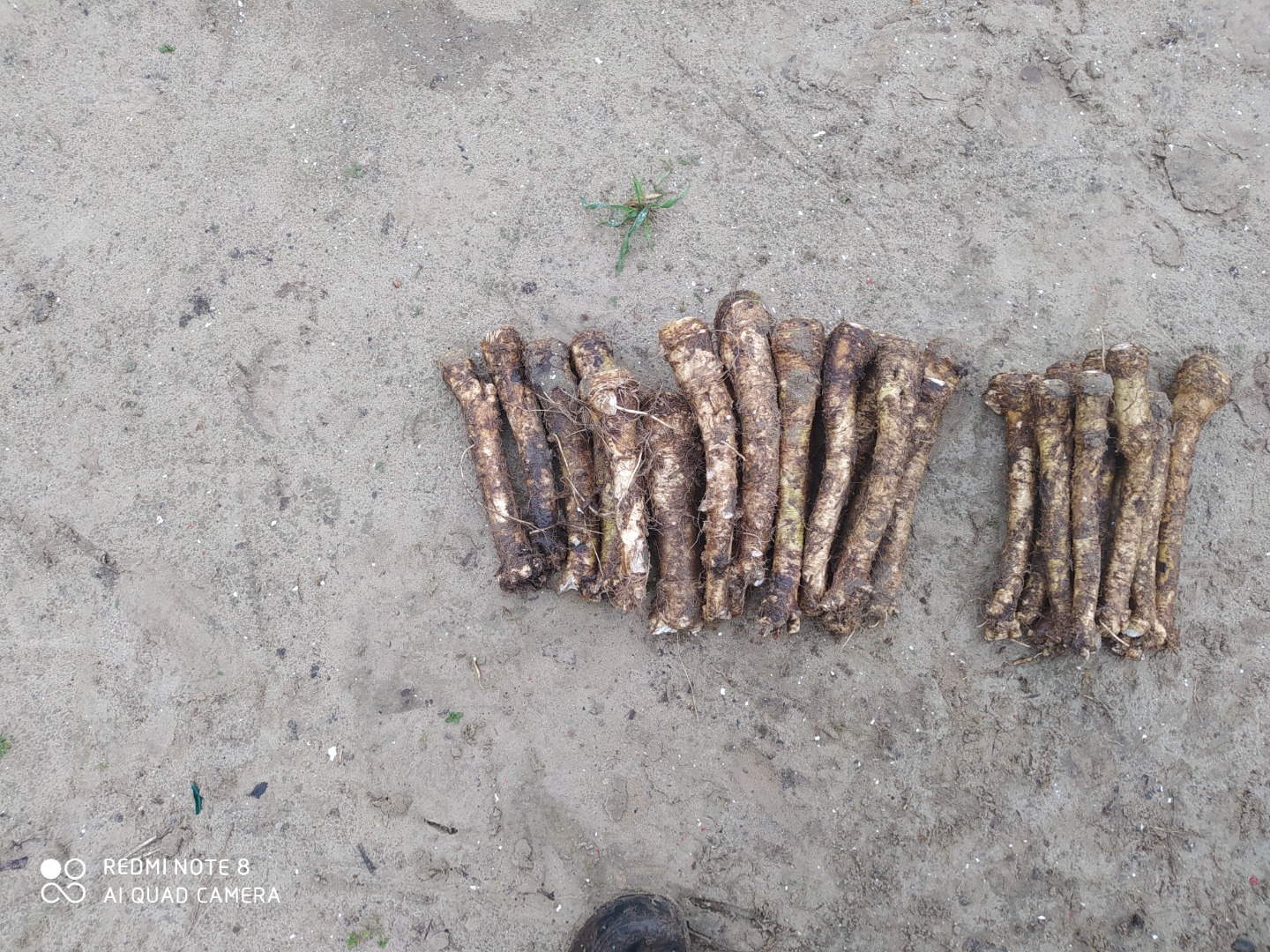 We are offering horseradish for sale, produced by my family, in Hungary