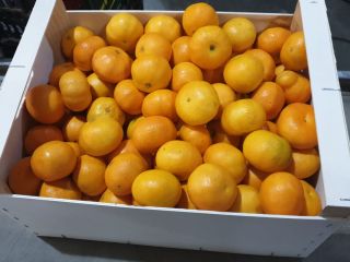 Clementine size 5.2 tons. Possible 2-6 tons per week.