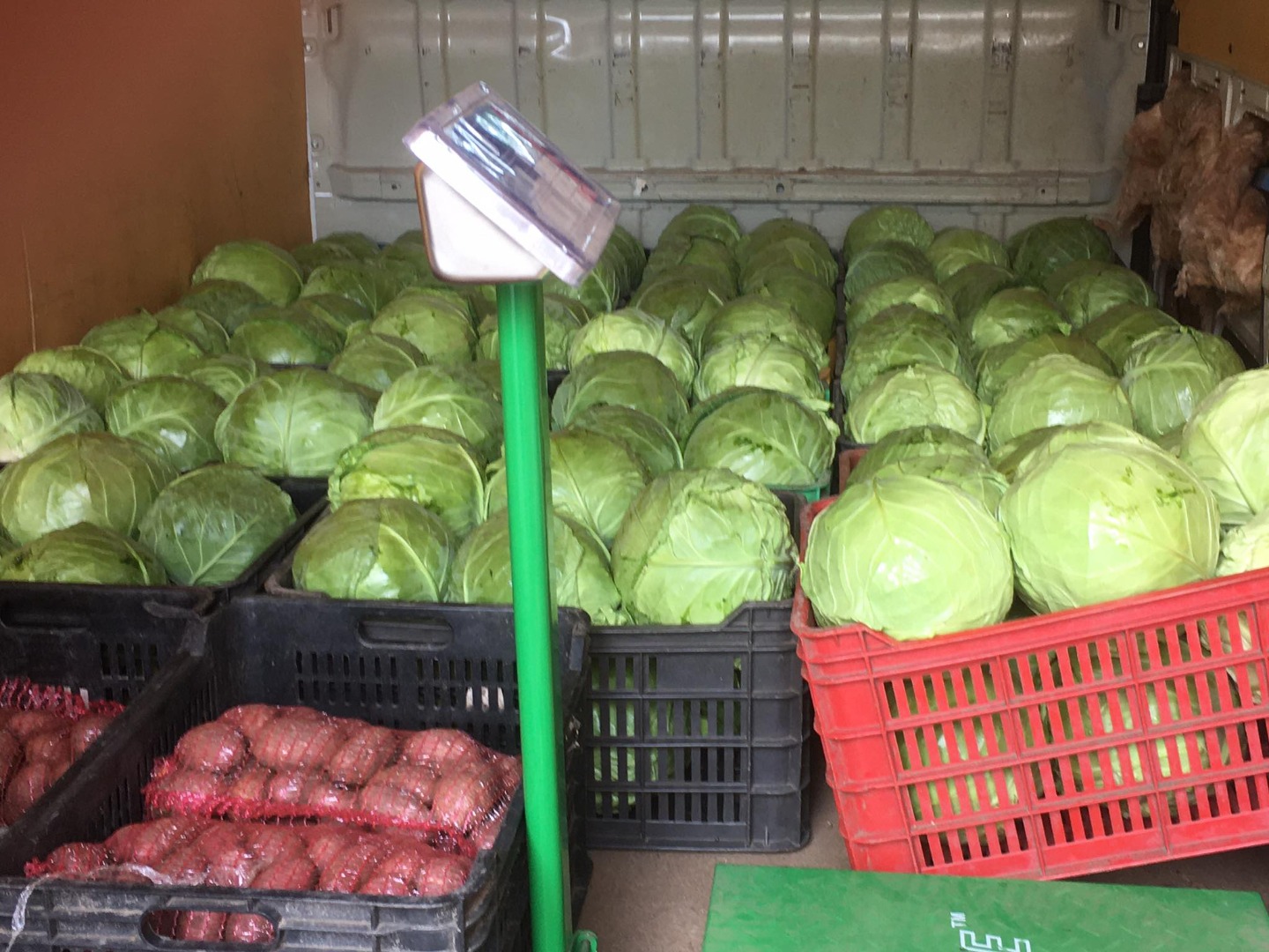 I grow cabbage and would like to offer you my product