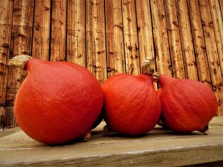 I will sell Hokkaido pumpkins.